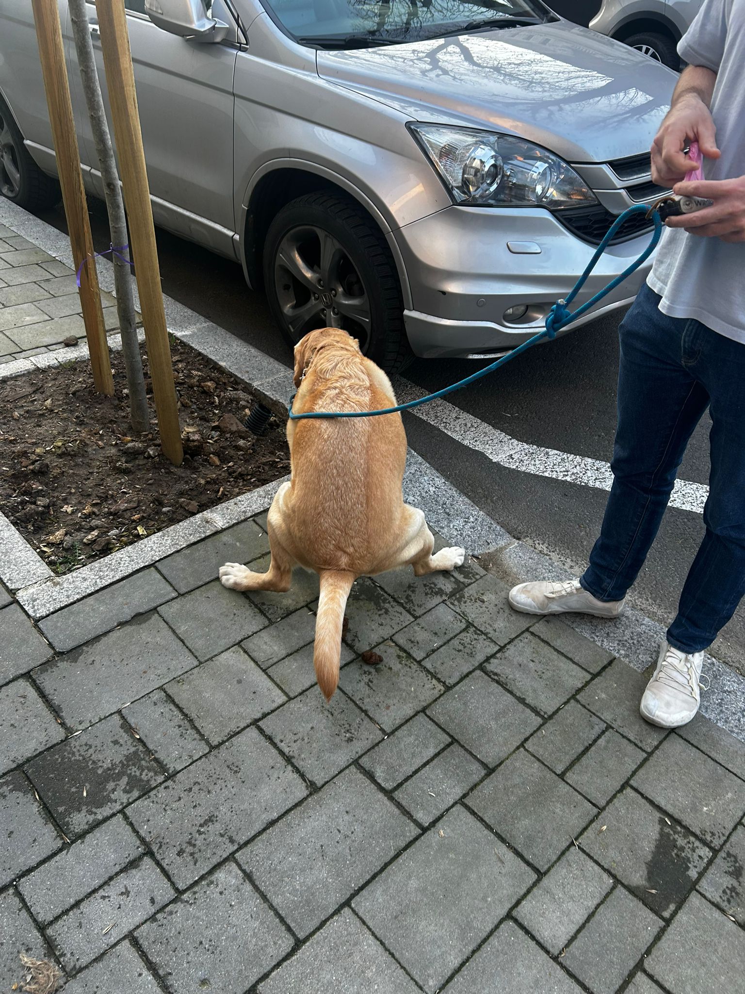 Marlo the dog looking straight at the camera with a happy expression